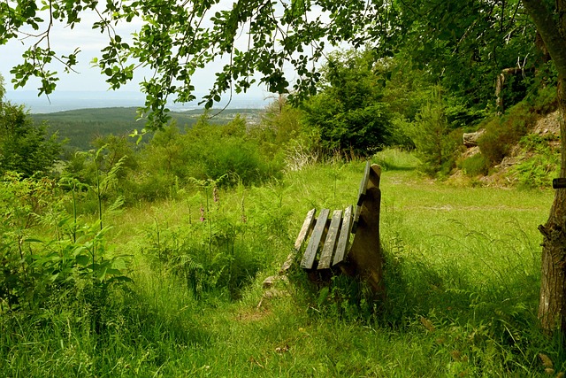 森林狼共有 森林狼共有